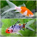 (国産金魚)おすすめ金魚セット(コメット+朱文金 各1匹)
