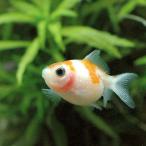 ショッピング金魚 （金魚）ピンポンパール（外国産）（３匹）　北海道・九州航空便要保温