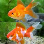 (国産金魚)琉金セット(リュウキンセット)(更紗琉金+琉金 各1匹)