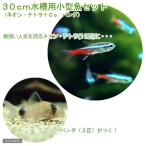 （熱帯魚）３０ｃｍ水槽用小型魚セット（ネオンテトラ１０匹＋Ｃｏ．パンダ３匹）　北海道・九州航空便要保温