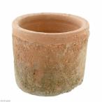  суккулентное растение античный pot диаметр 10×8.5cm красный mo спот цилиндр 