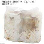 冷蔵★培養産卵材 微創研 M 2玉 レイシ 直径約8cm 別途クール手数料 常温商品同梱不可
