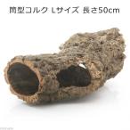 形状お任せ　筒型コルク　Ｌサイズ　長さ５０ｃｍ　蘭　エアプランツ　着生植物　爬虫類