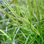 （水草）ポゴステモン　メンメン（水中葉）（無農薬）（１０本）