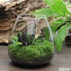 観葉植物 ｇｅｘ グラスアクアリウム ティアー ｅセット 本州四国限定のレビュー クチコミとして参考になる投稿2枚 Roomclip ルームクリップ