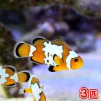 ( морская рыба ) snow хлопья o Sera белка ( bleed )(3 шт ) Hokkaido * Kyushu авиапочта необходимо теплоизоляция 