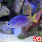 ( морская рыба )kjakszme большой (3 шт ) Hokkaido * Kyushu авиапочта необходимо теплоизоляция 