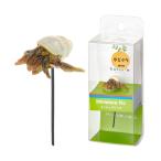  вода произведение .... миниатюра pick рак-отшельник аквариум произведение искусства 