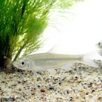 ( пресноводная рыба )wataka(3 шт )