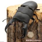 ( насекомое ) сверло -no oo common ta рогач ruson производство взрослое насекомое 90~94mm(1 пара )