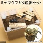 ミヤマクワガタ産卵セット　説明書付き　昆虫　クワガタ　器具のみのセット