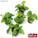 ( водоросли ) Anubias nana золотой ( водный лист )(5 pot минут )