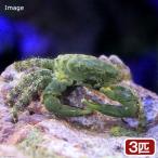 （海水魚）カニ　エメラルドグリーンクラブ（３匹）　北海道・九州航空便要保温