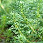 （水草）ミリオフィラムｓｐ．（ガイアナドワーフ）（水上葉）（無農薬）（２０本）　北海道航空便要保温