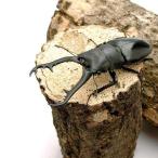 ( насекомое )gi черновой . Prosopocoilus inclinatus (. вид ke стул ke) поток отсутствует производство взрослое насекомое 80~84mm(1 пара )