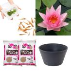 ( биотоп )( оризия ) впервые .. водяная лилия культивирование комплект low ji-mo-n+ водяная лилия горшок +hime Dakar + отходит . др. инструкция есть Хонсю Сикоку ограничение . один человек sama 1 пункт ограничение 