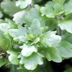 （水草）メキシカンバーレン（水上葉）（無農薬）（１０本）