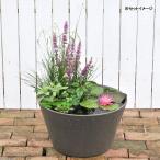 (ビオトープ)睡蓮セット(睡蓮桃+メダカ睡蓮鉢グレー+ヒメダカ+浮き草他)1セットオリジナル 本州四国限定