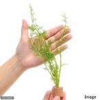 ( водоросли ) жизнь мульти- ( чай ) штраф leaf la мужской sprite ( водный лист )( нет пестициды )(1 шт )