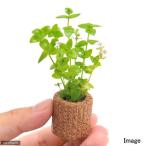 ( водоросли ) жизнь мульти- ( чай )b радиоконтроллер Lien fla Jai ru( водный лист )( нет пестициды )(1 шт )