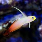 （海水魚）ハタタテハゼ（３匹）