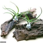 エアープランツチランジアブルボーサ...