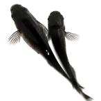ショッピングメダカ （めだか）ブラックダイヤメダカ（５匹）