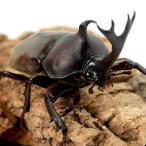 （昆虫）国産カブトムシ　成虫　ＷＣ　サイズフリー（３ペア）