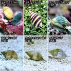 （海水魚）貝　お掃除レンジャーセット・Ａ　底砂とその他の掃除（１セット）　北海道航空便要保温