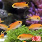 (海水魚)沖縄産 アカネハナゴイ Sサイズ(3匹) 北海道航空便要保温