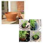 (ビオトープ/水辺植物)インスタント・ビオトープ(寄せ植え)(1鉢) +睡蓮鉢 320 テラコッタブラウン 説明書付 沖縄不可