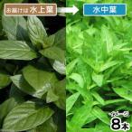 ストロギネレペンス