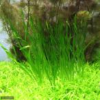 ( водоросли ) винт Varis ne задний ( нет пестициды )(10 АО )