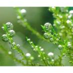 ( водоросли ) Bubble Moss ( подводный лист )( нет пестициды )(3 cup )