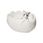  суккулентное растение кошка eg pot кошка. цветочный горшок 