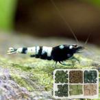 ( креветка ) булавка to шримс (3 шт )+ креветка. корм с дополнением Хонсю Сикоку ограничение 