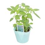 ( декоративное растение ) трава рассада лимон базилик 3 номер (1 pot ) огород 