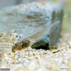 （両生類）イエアメガエル　オタマジャクシ（５匹）　北海道・九州航空便要保温