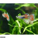 ( тропическая рыба ) красный стакан * Guppy ( местного производства Guppy )(3 пара ) Hokkaido * Kyushu авиапочта необходимо теплоизоляция 