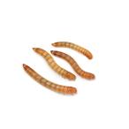 ( сырой приманка ). надеты гарантия нет Mill wa-m20 cup минут . приманка 