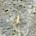 ( сырой приманка ) Europe i eko orogiS примерно 30 шт (1.0 грамм ) рептилии земноводные большой рыба приманка корм . приманка Hokkaido * Kyushu авиапочта необходимо теплоизоляция 