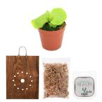 ( поступление нерешительный )( декоративное растение ) папоротник олений рог с табличкой . комплект lidore стул poa орнамент начинающий интерьер зеленый 