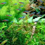 ( тропическая рыба ) серебряный chip * Tetra (10 шт )+ машина jinaru Tetra ( bleed )(10 шт ) Hokkaido * Kyushu авиапочта необходимо теплоизоляция 