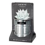 . новый керамика вид из ... агава культивирование комплект chitanota голубой культивирование комплект огород подарок суккулентное растение 