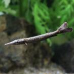 ( тропическая рыба ) корзина для рыбы -da пирог k*kalasin(1 шт ) Hokkaido * Kyushu авиапочта необходимо теплоизоляция 