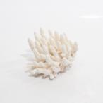  один пункт предмет ... коралл зеленый isi313161