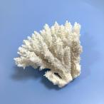  один пункт предмет ... коралл зеленый isi313179