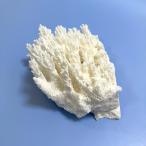  один пункт предмет ... коралл зеленый isi313180