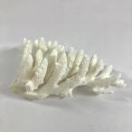  один пункт предмет ... коралл зеленый isi313368