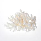  один пункт предмет ... коралл зеленый isi314106